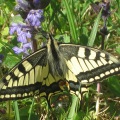 Wildlife at Maison Lannet