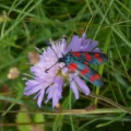 Wildlife at Maison Lannet