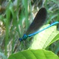 Wildlife at Maison Lannet