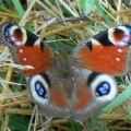 Wildlife at Maison Lannet